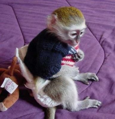 Marvelous Capuchin Monkeys Available.Text via 289-809-8322 Image eClassifieds4u