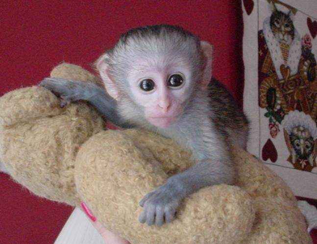 Small, cute and healthy Lovable well trained Capuchin monkey..Text at 289-809-8322 Image eClassifieds4u