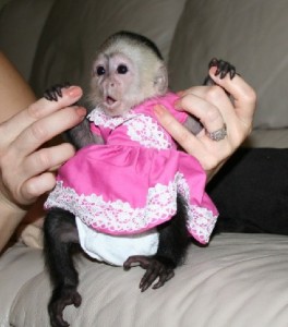Wonderful Lovely Capuchin monkeys for adoption.Text 289-809-8322 Image eClassifieds4u