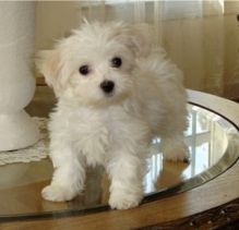 Charming Maltese Puppies