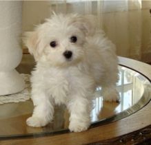 Stunning male and female Maltese puppies