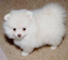 Two adorable white Teacup pom puppies