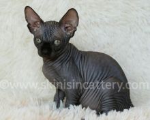 Healthy Sphynx, Bambino and Elf Hairless kittens