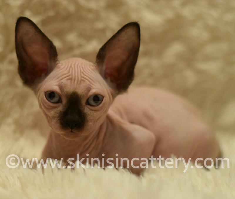 Healthy Sphynx, Bambino and Elf Hairless kittens Image eClassifieds4u