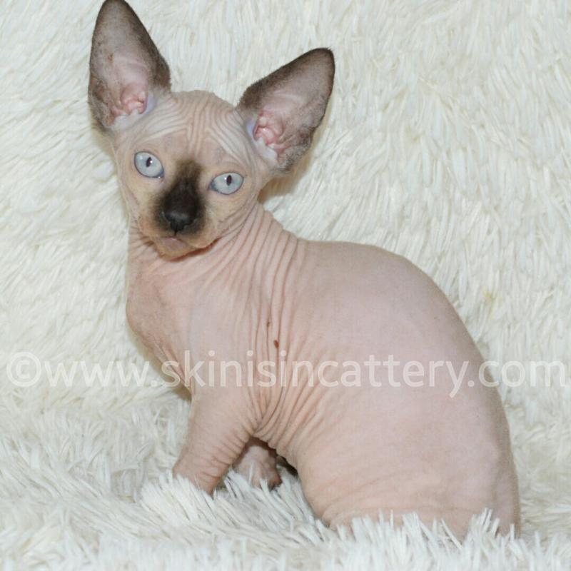 Healthy Sphynx, Bambino and Elf Hairless kittens Image eClassifieds4u