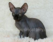 Healthy Sphynx, Bambino and Elf Hairless kittens Image eClassifieds4u 1