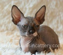 Healthy Sphynx, Bambino and Elf Hairless kittens Image eClassifieds4u 4
