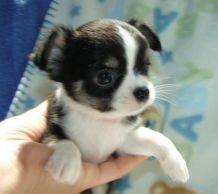 Male and Female Chihuahua Puppies