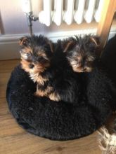 Gorgeous Yorkshire terrier puppies