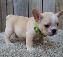French Bulldog puppies for Adoption in Belle Ville. Text (918) 578-9094.