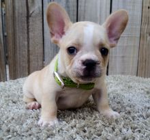 French Bulldog puppies for Adoption in Chatham Kent. Text (918) 578-9094.