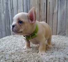 French Bulldog puppies for Adoption in Fredericton. Text (918) 578-9094.