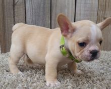 French Bulldog puppies for Adoption in Saint John. Text (918) 578-9094.