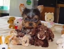 Teacup Yorkies Available