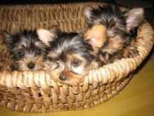 Tiny Teacup Yorkie**