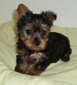 CKC Yorkshire Terrier For Sale Image eClassifieds4u