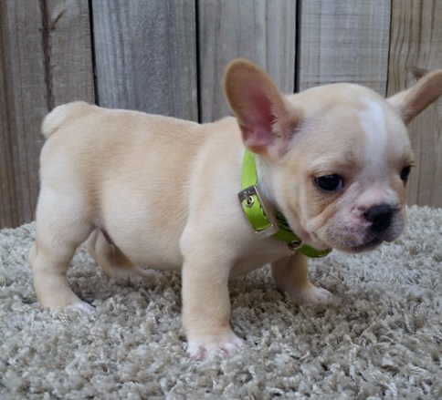 French Bulldog puppies for Adoption in Belle Ville. Text (918) 578-9094. Image eClassifieds4u