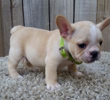 French Bulldog puppies for Adoption in Belle Ville. Text (918) 578-9094. Image eClassifieds4U