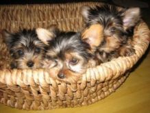 Tiny Teacup Yorkie** Image eClassifieds4U