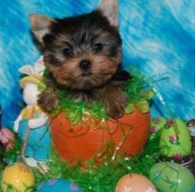 Wonderful Yorkies Image eClassifieds4U