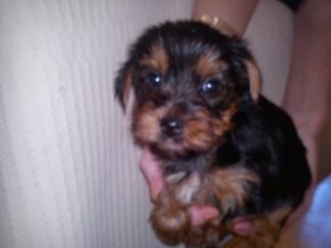 Super tiny teacup male Yorkie puppy Image eClassifieds4u