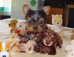 Teacup Yorkies Available Image eClassifieds4u