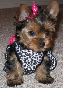 Ttiny Toy-size Yorkie Image eClassifieds4u