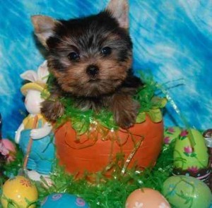 Wonderful Yorkies Image eClassifieds4u
