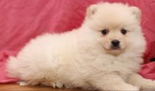 Toy Pomeranian puppies in Edmonton. Text (567) 302-0474