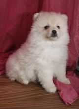 Toy Pomeranian puppies in Fredericton. Text (567) 302-0474