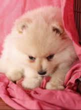Toy Pomeranian puppies in Medicine Hat. Text (567) 302-0474