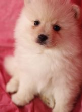 Toy Pomeranian puppies in Moncton. Text (567) 302-0474