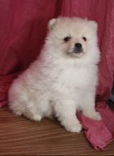 Toy Pomeranian puppies in Red Deer. Text (567) 302-0474