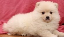 Toy Pomeranian puppies in Barrie. Text (567) 302-04742 Image eClassifieds4U