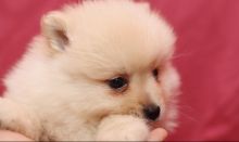 Toy Pomeranian puppies in Regina. Text (567) 302-0474 Image eClassifieds4U