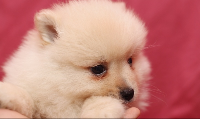 Toy Pomeranian puppies in Regina. Text (567) 302-0474 Image eClassifieds4u