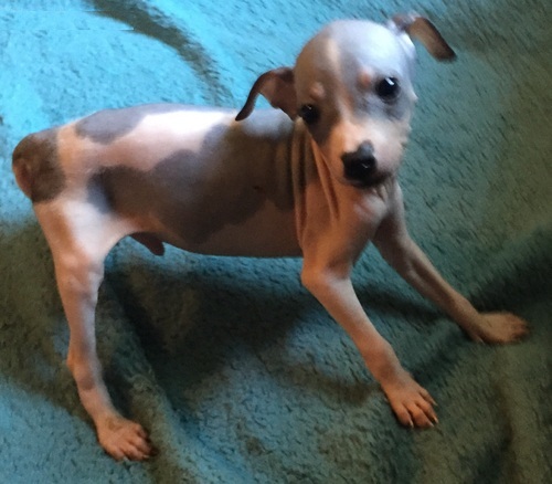 American Hairles terrier puppies available. Text (612) 351 1805 Image eClassifieds4u