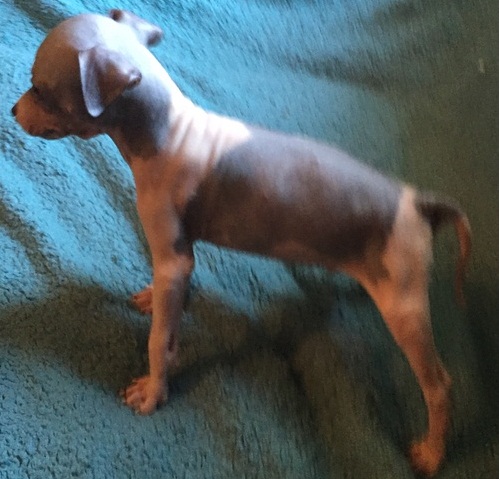 American Hairles terrier puppies available. Text (612) 351 1805 Image eClassifieds4u