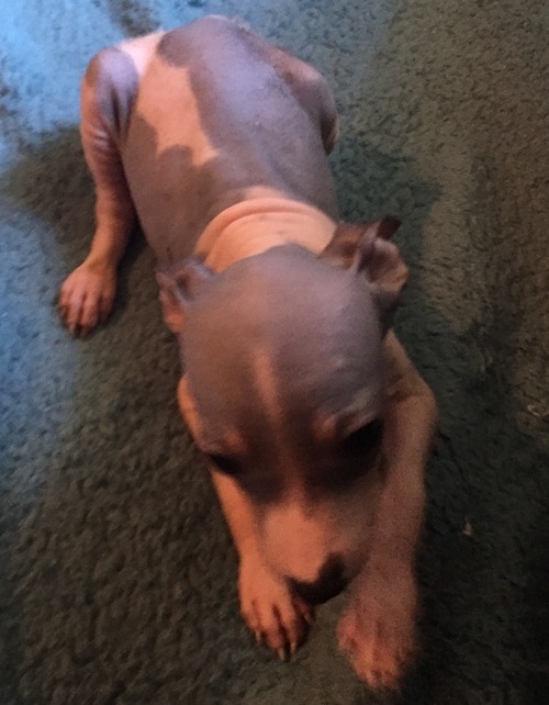 American Hairles terrier puppies. Text (612) 351 1805 Image eClassifieds4u