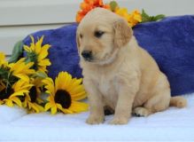 healthy Golden Retriever puppies