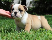 English bulldog puppies Available now
