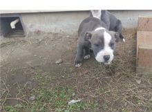 Pure Breed american pitbull puppies - Grey & Gotti Blood line