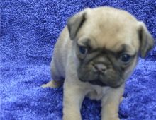 small pug puppies for good homes