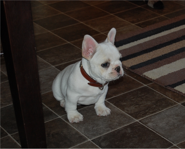french bulldog puppies for you Image eClassifieds4u