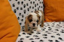 Charming English Bulldog Pups call or text (740) 481-1419 Image eClassifieds4u 2