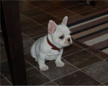french bulldog puppies for you Image eClassifieds4U