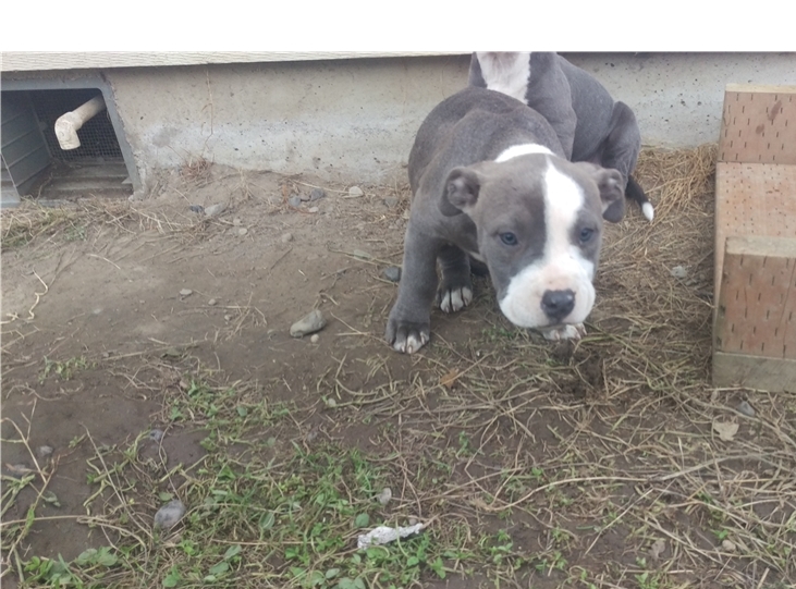 Pure Breed american pitbull puppies - Grey & Gotti Blood line Image eClassifieds4u