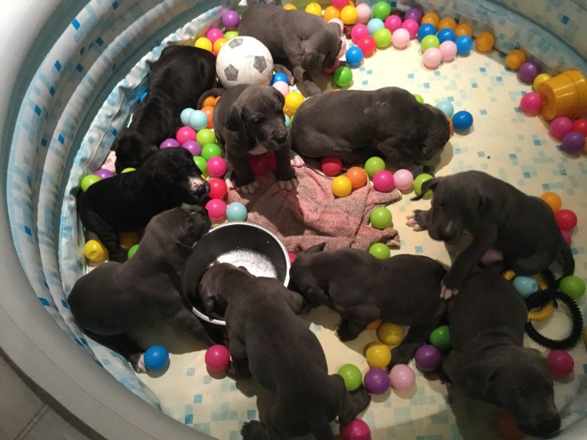 Black Great Dane Pups Ready Now text me your email at (402) 277-8914) or email us at meninadebra@gma Image eClassifieds4u