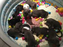 Black Great Dane Pups Ready Now text me your email at (402) 277-8914) or email us at meninadebra@gma