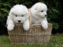 Accommodating Samoyed Puppies Ready For Sale Now